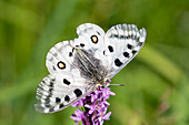 Roter Apollo, Apollofalter (Parnassius apollo), an einer lila Blüte, Kärnten, Österreich