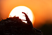  Stag beetle, Lucanus cervus, male in the evening sun, Thuringia, Germany 