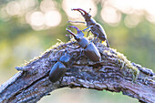  Stag beetle, Lucanus cervus, adult female with two males, Thuringia, Germany 