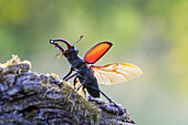 Hirschkäfer (Lucanus cervus), Männchen mit ausgebreiteten Flügeln, Thüringen, Deutschland