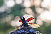 Hirschkäfer (Lucanus cervus), Männchen mit ausgebreiteten Flügeln, Thüringen, Deutschland