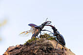 Zwei Hirschkäfer (Lucanus cervus) am Baumstamm, Portrait, Männchen, Thüringen, Deutschland