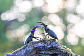 Zwei Hirschkäfer (Lucanus cervus) am Baumstamm im Gegenlicht, Portrait, Männchen, Thüringen, Deutschland