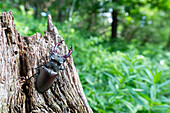 Hirschkäfer (Lucanus cervus) am Baumstamm, Portrait, Männchen, Thüringen, Deutschland
