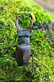 Hirschkäfer (Lucanus cervus) auf Moos, Portrait, Männchen, Thüringen, Deutschland