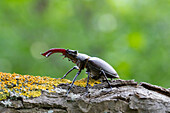 Hirschkäfer (Lucanus cervus) am Baumstamm, Portrait, Männchen, Thüringen, Deutschland