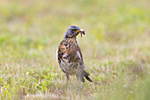 Wacholderdrossel (Turdus pilaris), adulte Drossel mit Wurm auf einer Wiese, Niedersachsen, Deutschland
