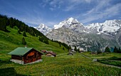  Alpine panorama with alpine meadows, alpine huts and wildflowers, Eiger, Mönch and Jungfrau in the background, Mürren, Lauterbrunnen, Bernese Oberland, Switzerland 