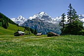  Alpine panorama with alpine meadows, alpine huts, and wildflowers, with the Eiger, Mönch, and Jungfrau in the background, Mürren, Lauterbrunnen, Bernese Oberland, Switzerland 