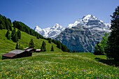  Alpine panorama with mountain meadows, wildflowers, and alpine huts, Eiger, Mönch, and Jungfrau in the background, Mürren, Lauterbrunnen, Bernese Oberland, Switzerland 