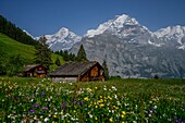  Alpine panorama with alpine meadows, wildflowers, and alpine huts, Mönch and Jungfrau in the background, Mürren, Lauterbrunnen, Bernese Oberland, Switzerland 