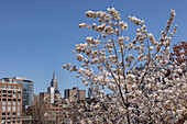  New York, flowering tree in the foreground, Empire State Building in the background 