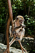 Makak (Macaca), Affe auf Baum, Ao Nang Beach, Ao Nang, Phang Nga Bucht, Krabi, Thailand, Südostasien