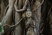  Bodhi tree, Ficus religiosa, wooden figure, Loh Dalum Beach, Koh Phi Phi, Phang Nga Bay, Krabi, Thailand 