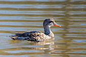 Female gadwall on a lake