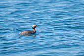 Ohrentaucher (Podiceps auritus) schwimmt in einem See, Nordamerika