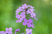 Gewöhnliche Nachtviole (Hesperis matronalis), lila Blüte, Portrait, Toronto, Kanada