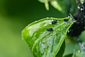 Blattläuse (Aphidoidea) auf einem Blatt