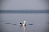 Ringschnabelmöwe (Larus delawarensis) auf einem See, Colonel Samuel Smith Park, Toronto, Ontario, Kanada