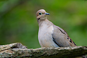 Mourning Dove in a green background