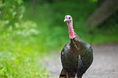 Nahaufnahme eines wilden Truthahns (Meleagris gallopavo) in einem Wald, Nordamerika
