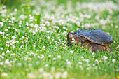 Schnappschildkröte (Chelydra serpentina)  in der Wiese, Colonel Samuel Smith Park, Toronto, Ontario, Kanada