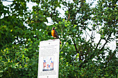 Amerikanisches Rotkehlchen, Wanderdrossel (Turdus migratorius) auf einer Anschlagtafel, Colonel Samuel Smith Park, Toronto, Ontario, Kanada