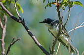 Östlicher Königsvogel, Königstyrann (Tyrannus tyrannus) auf einem Ast, Portrait, Tommy Thompson Park, Toronto, Ontario, Kanada