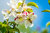  Bee on apple blossom, in Bavaria, Germany 