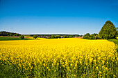 Rapsfelder (Brassica napus) blühend im Mai, in Bayrisch Schwaben, Deutschland