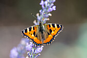  small tortoiseshell, on lavender in summer, Bavaria, Germany 