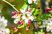  Bee on apple blossoms, Bavaria, Germany 