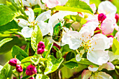  Rose chafer, Cetonia aurata, on apple blossoms, Bavaria, Germany 