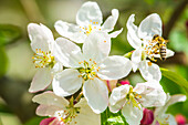  Bee approaching apple blossoms, Bavaria, Germany 