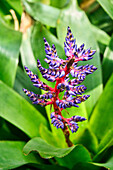 Aechmea blue tango, Bromeliaceae, Invernadero del Palacio de Cristal, Crystal Palace Greenhouse, Arganzuela, Madrid, Spain