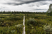  Swamp on the E45 between Jokkmokk and Gällivare, Muddus National Park, Norrbotten County, Sweden 