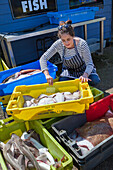 The Dungeness Snack Shack, fresh fish hut, Dungeness, Romney Marsh, Kent, England, UK