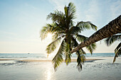 Schräge Kokospalme im Gegenlicht über dem Wasser,  Khlong Chao Beach, Haad Khlong Hin Beach, Koh Kood, Koh Kut, Golf von Thailand, Thailand