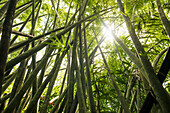  Jungle, rainforest, and bamboo, Khao Sok National Park, Phang Nga, Surat Thani, Thailand 