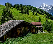  Alpine panorama with wildflowers, mountain huts and alpine meadows, Jungfrau peak in the background, Mürren, Lauterbrunnen, Bernese Oberland, Switzerland 