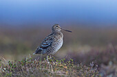  Great Snipe, Gallinago media, male, Jaemtland, Sweden 