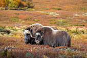 Musk ox, Ovibos moschatus, bull with cow during the rut, autumn, Dovre Fjaell, Sunndalsfjella National Park, Norway 