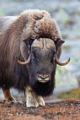  Musk ox, Ovibus moschatus, bull, male, portrait, snowfall, Dovre Fjaell, Sunndalsfjella National Park, Norway 