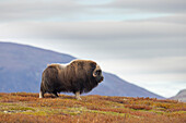  Musk ox, Ovibus moschatus, bull, autumn, Dovre Fjaell, Sunndalsfjella National Park, Norway 