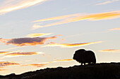  Musk ox, Ovibos moschatus, cow in the evening light in autumn, Dovre Fjaell, Sunndalsfjella National Park, Norway 