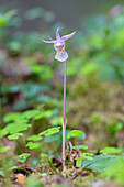  Norne, Calypso bulbosa, flowering orchid, Jämtland, Sweden 