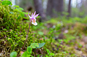 Norne, Calypso bulbosa, blühende Orchidee, Jämtland, Schweden