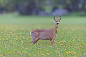  Roe deer, Capreolus capreolus, doe in a meadow with dandelions, May, Schleswig-Holstein, Germany 