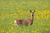 Rehwild, Capreolus capreolus, Ricke in einer Wiese mit Löwenzahn, Mai, Schleswig-Holstein, Deutschland