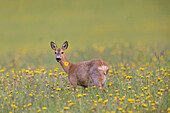  Roe deer, Capreolus capreolus, doe in a meadow with dandelions, May, Schleswig-Holstein, Germany 